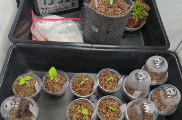 Started germinating 31 days ago, transplanted my first two peppers today