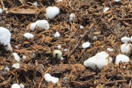 This little guy germinated after 2 weeks