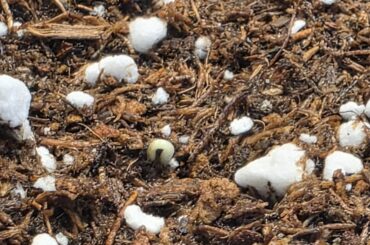 This little guy germinated after 2 weeks