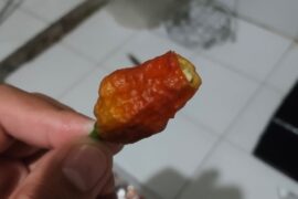 Trying the (allegedly) Leviathan Gnarly Scorpion