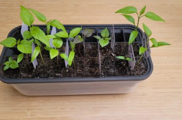 At what size should I repot these?