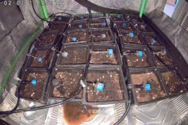 I planted and left 600km away