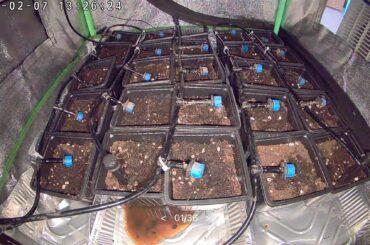 I planted and left 600km away