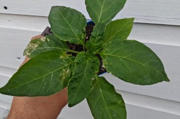 Can you guys help me figure out what's wrong with my pepper? is it pest damage?
