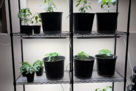 New grow light set up.