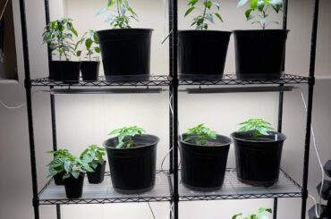 New grow light set up.