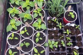 Are these gonna over crowd?