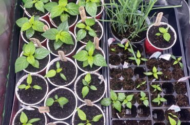 Are these gonna over crowd?