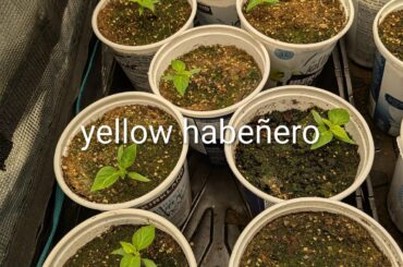 Water and Feeding Tips