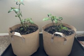 Overwintered peppers