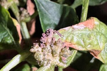 what kind of pest / disease