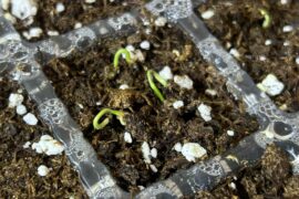 Sprout is growing sideways, what should I do? No