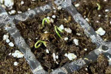 Sprout is growing sideways, what should I do? No