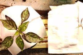 UFO Fluorescent Variegated x Mutant