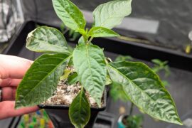 First time growing C. friburgense