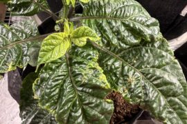 Does anyone know what is wrong with my plant?