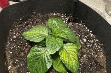 Nutrient issue, or something else?
