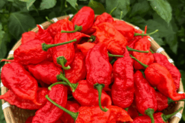 "Gnar King" pepper, any idea what this pepper is?