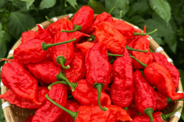 "Gnar King" pepper, any idea what this pepper is?