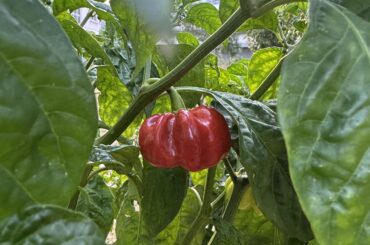Choc or red habanero
