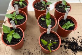 My addition to the cause.