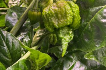 Chocolate Reapers DWC