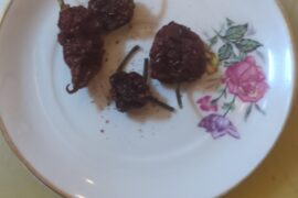 Have I been scammed?