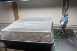 Started the super hots today. Reaper watching over my reapers.