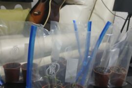 Am i suffocating them?