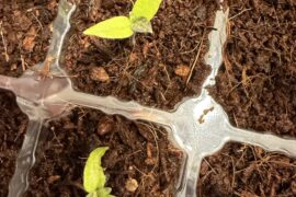 Black Leaves on Reaper Seedlings