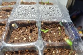 Jays x Pink x Lemon Reaper