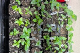 Peppers Going Strong!