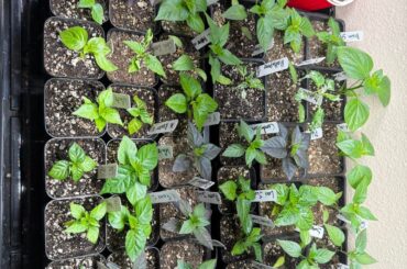 Peppers Going Strong!