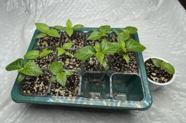 Seedling Porn