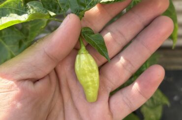 For identification please