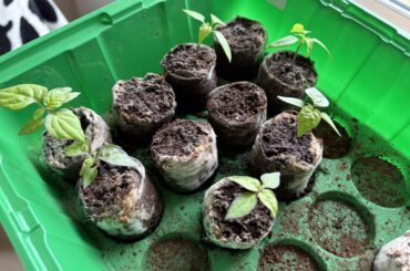 Supposed to be Orange Habanero, thoughts? Some purple on the leaves