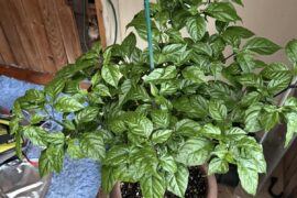 How could you not love pepper foliage?