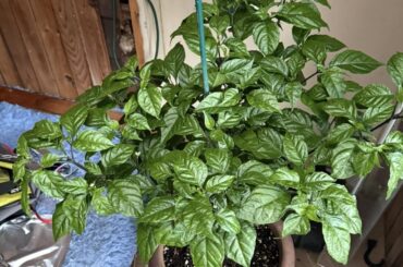 How could you not love pepper foliage?