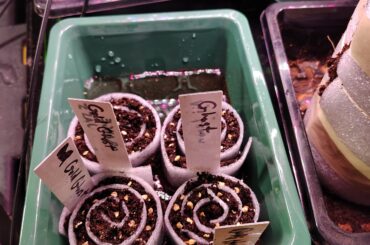 Seed snails