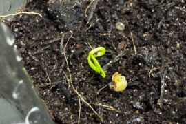 First time growing anything ever, any thoughts and advice?