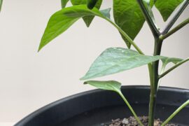 I got a little pepper growing!