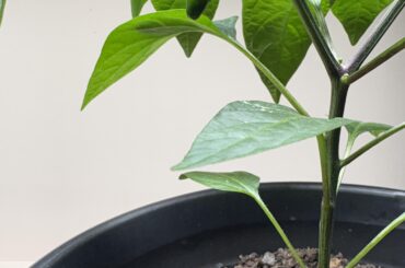 I got a little pepper growing!