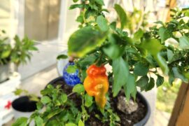 Ghost Peppers?