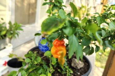Ghost Peppers?