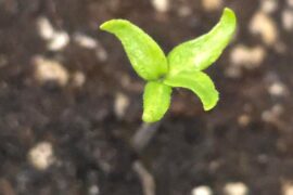 Reaper chocolate with 4 cotyledon somehow?!