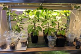 Heat mat for mature plants?