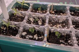 [HELP] leaves curled up overnight