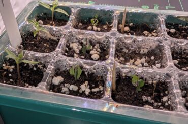 [HELP] leaves curled up overnight