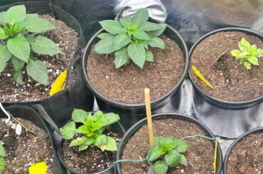 One of my peppers has variegated leaves and is growing very slowly compared to the rest is it a nutrient imbalance or a genetic thing?