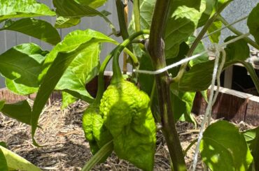 Sold to me as yellow 7pp, what do you all reckon?